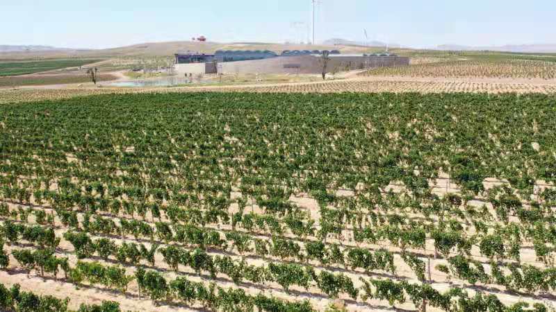 西鸽酒庄葡萄基地.jpg 西鸽酒庄葡萄基地.jpg