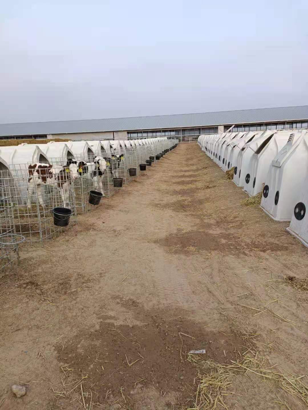 犊牛岛.jpg 犊牛岛.jpg