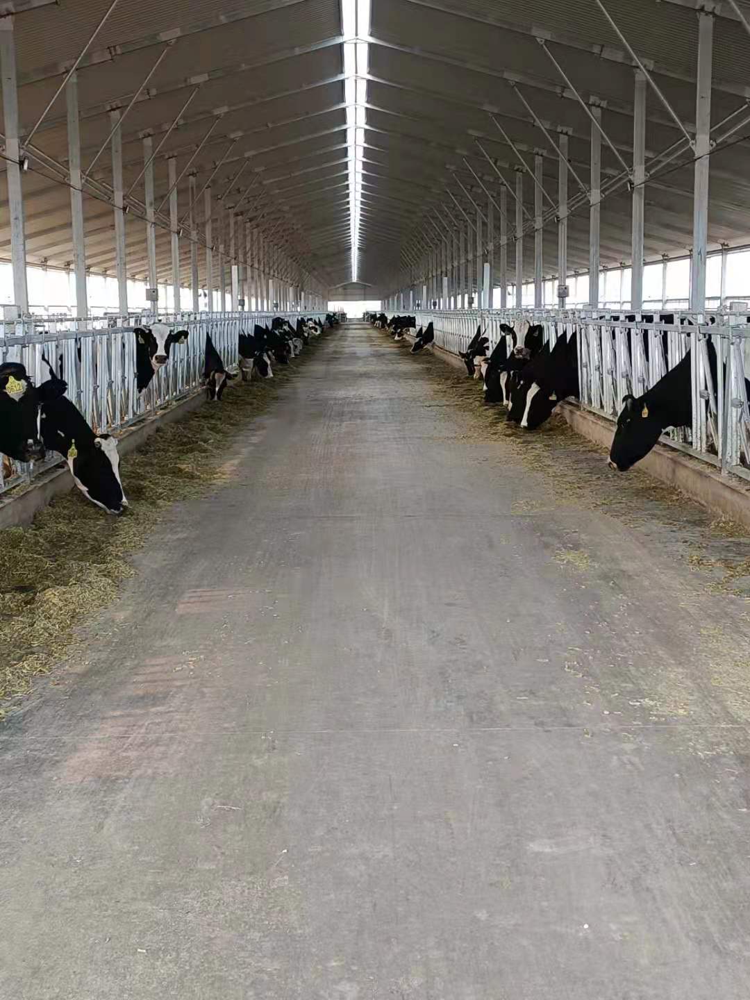 牛舍.jpg 牛舍.jpg