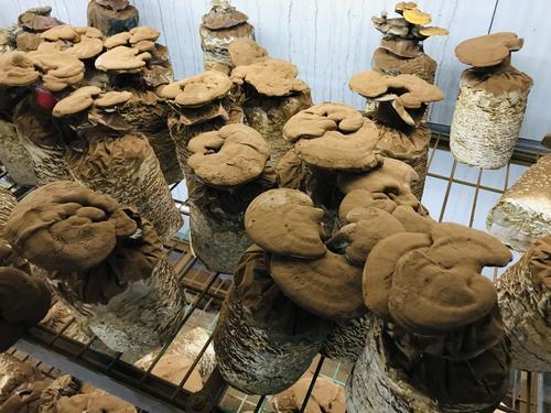 W020210225409530680995.jpg W020210225409530680995.jpg